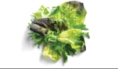 Baby Butter Lettuce Blend