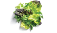 Baby Butter Lettuce Blend