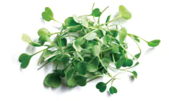 Micro Greens